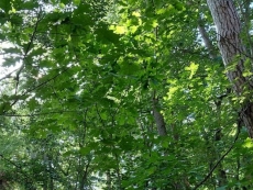foto_002